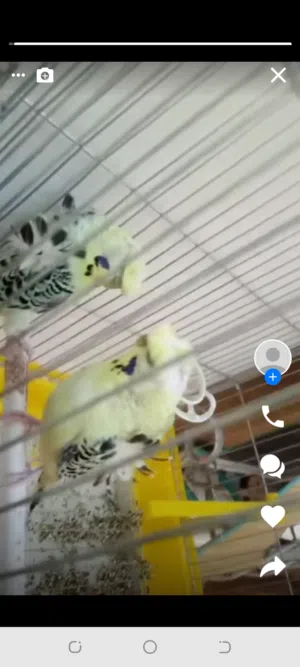 جوز هوقو رومو اول خيرو لون مميز