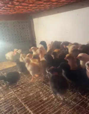 حرق اقرأ المزيد