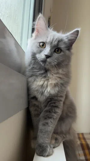 Kitten for adoption