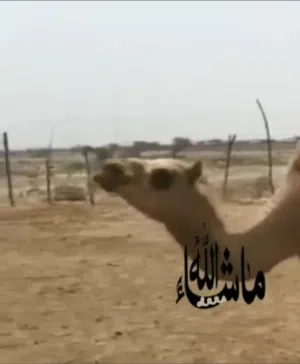 حامد عبدالله بن سالم السناني 
