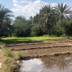 علي المعمري 