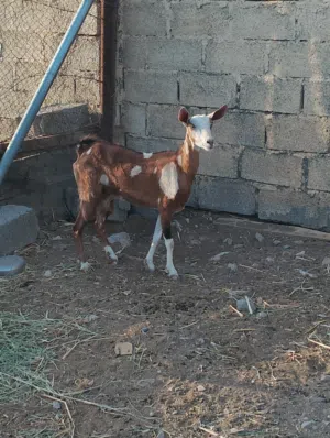 للبيع اغنام صلاليه