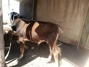 عجول ارخاص جوه السوك