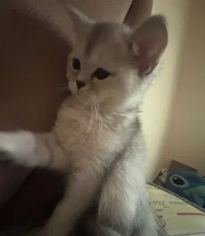 قطعتين سكوتش عمر 5شهور