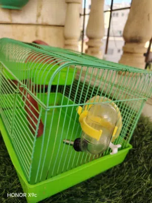 10 دينار قفص هامستر مع زوجين هامستر