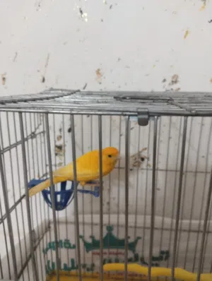 ذكر كنار زي النارر للبيع 15دينار