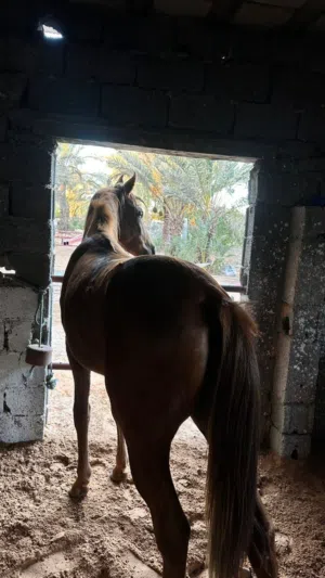 مهرة عربي اصيل