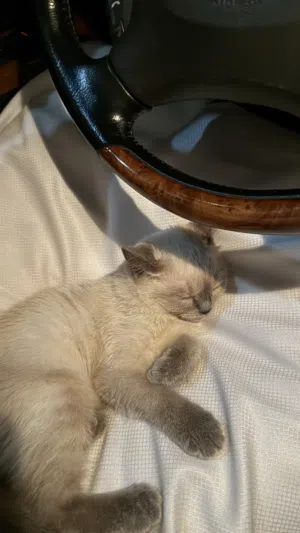 قطه صغيره هملايا