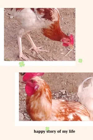 ديك ودجاجه للبيع  العمر 5 اشهر