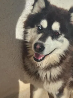 ذكر هاسكي أليف