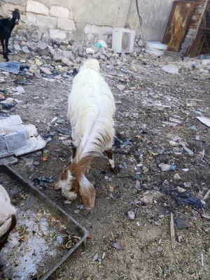 ماعز البيع