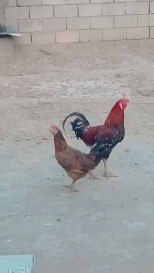 دجاجه وديج عربيات اصليات الدجاجه بياضه وصحه جيده