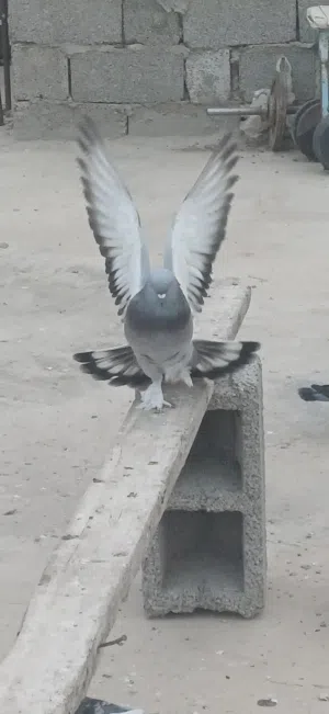 متاح حضيره جو60 طرف مخلط 18 طرف تاكله وكوبيا هزاز تفرج ع الفيديو وانتايه صفرا هزاز و6 طرف زاجل