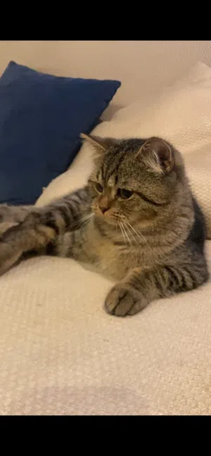 قط ذكر للتبني (الام سكوتش فولد و الاب مكس)