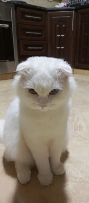 سكوتش فولد ابيض مميز