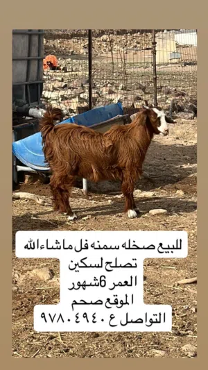 صخله من حلال بني سعيد