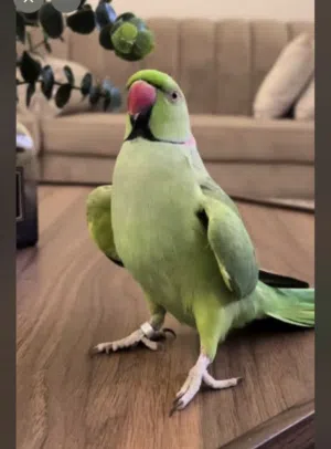 مطلوب دره هندي