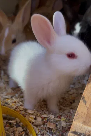 أرانب صغيره