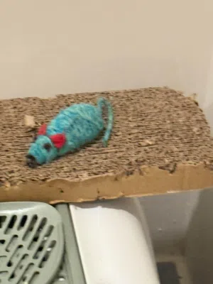 مستلزمات قط