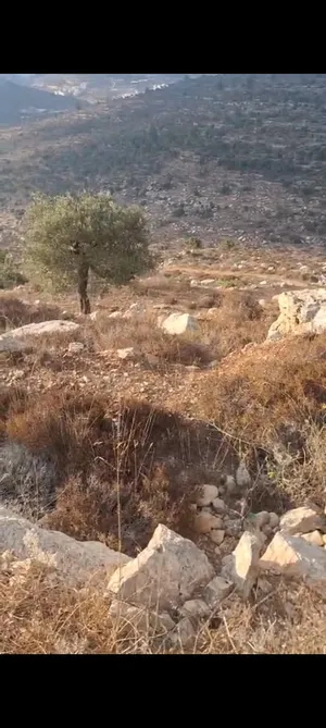 ‏سكنية ‏.‏ 5 دونم ‏.‏ الوسيط‏0