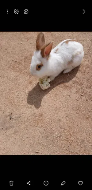 ارنبه للبيع اقرا الوصف