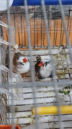 جوز فنج زيبرا تحتهم بيض ثاني بطن وجوز طيور الحب (بادجي) داخلين في مرحلة التزاوج الجوزين للبيع