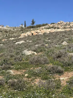 Farm Land for Sale in Jerash Unaybah