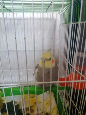 كوكتيل أليف