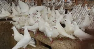 حمام فرنساوي لحم منتج