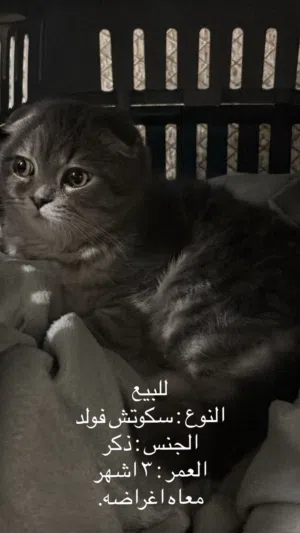 قطوه للبيع