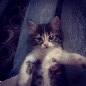 قطه شانشيلا