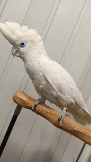 ببغاء كوكاتو جوفن أليف وبرقص حجم جامبو