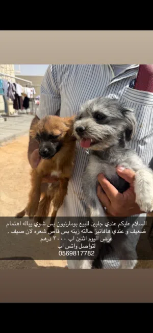 كلاب بومارنيون
