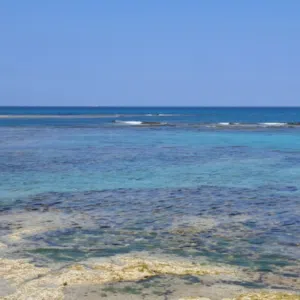احمد 