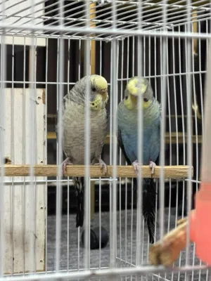 طيور حب مميزة للبيع