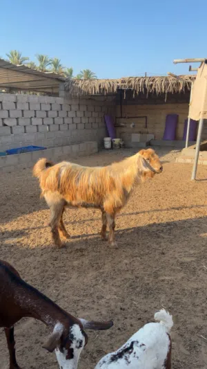 تيس جامودي للبيع