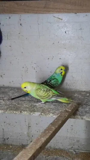 طيور الحب امايات بزارات 3 زواج و زوج فحله الونهن حلوه
