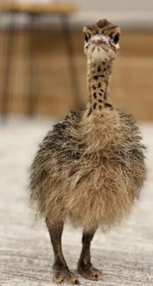 مطلوب فروخ نعام أفريقي بسعر جيد   Wanted an African ostrich with good price