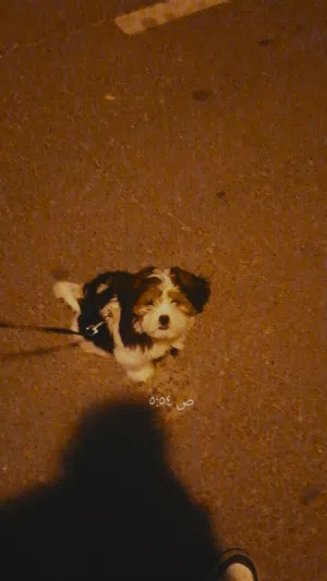 كلب شيتزو  عمرو3 شهور ومعا كرت تطعيم