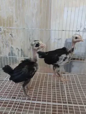 زوج ابو ركيبه ورد باكله. العمر شهر