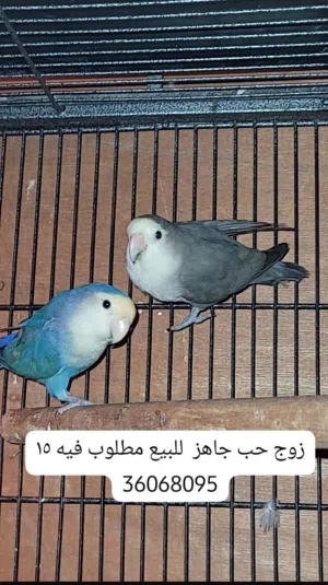 زوج حب جاهز  للبيع مطلوب فيه 15