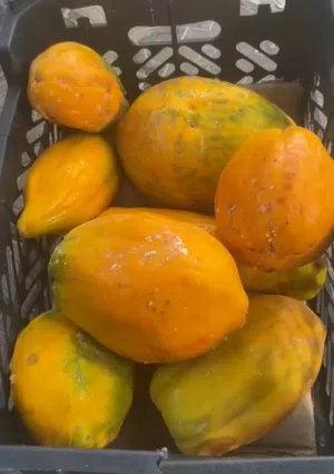 فيفاي عماني