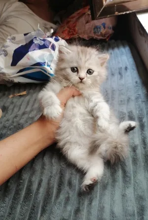 Persian4