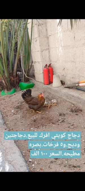دجاج كويتي افرك للبيع