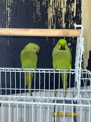 جوز درة بجهزو لبطن جديد للبيع