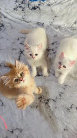 Pure Turkish angora