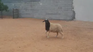 فطيمه وطنيه مشالله سلاله تبارك الله عمرها ف7شهور..