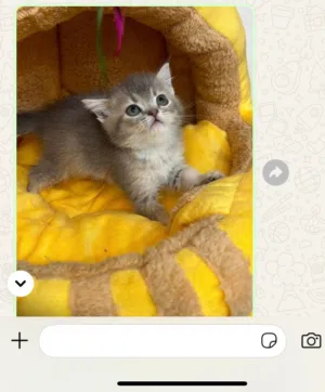 للبيع قطه انثى
