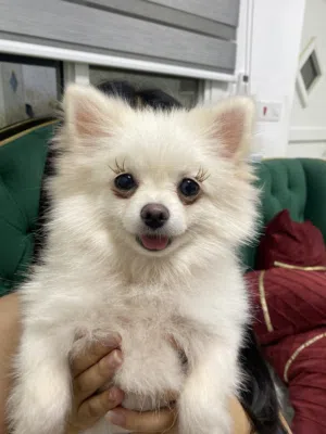 Pomeranian and maltipoo