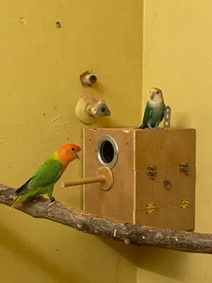3 love birds and cocktail